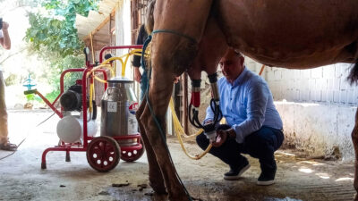 Camel-Milk1-1