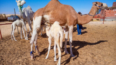 Camel-Milk3